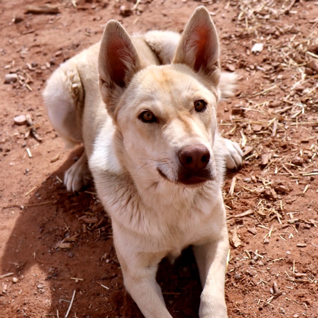 Hazel, an adoptable Mixed Breed in Moab, UT, 84532 | Photo Image 3