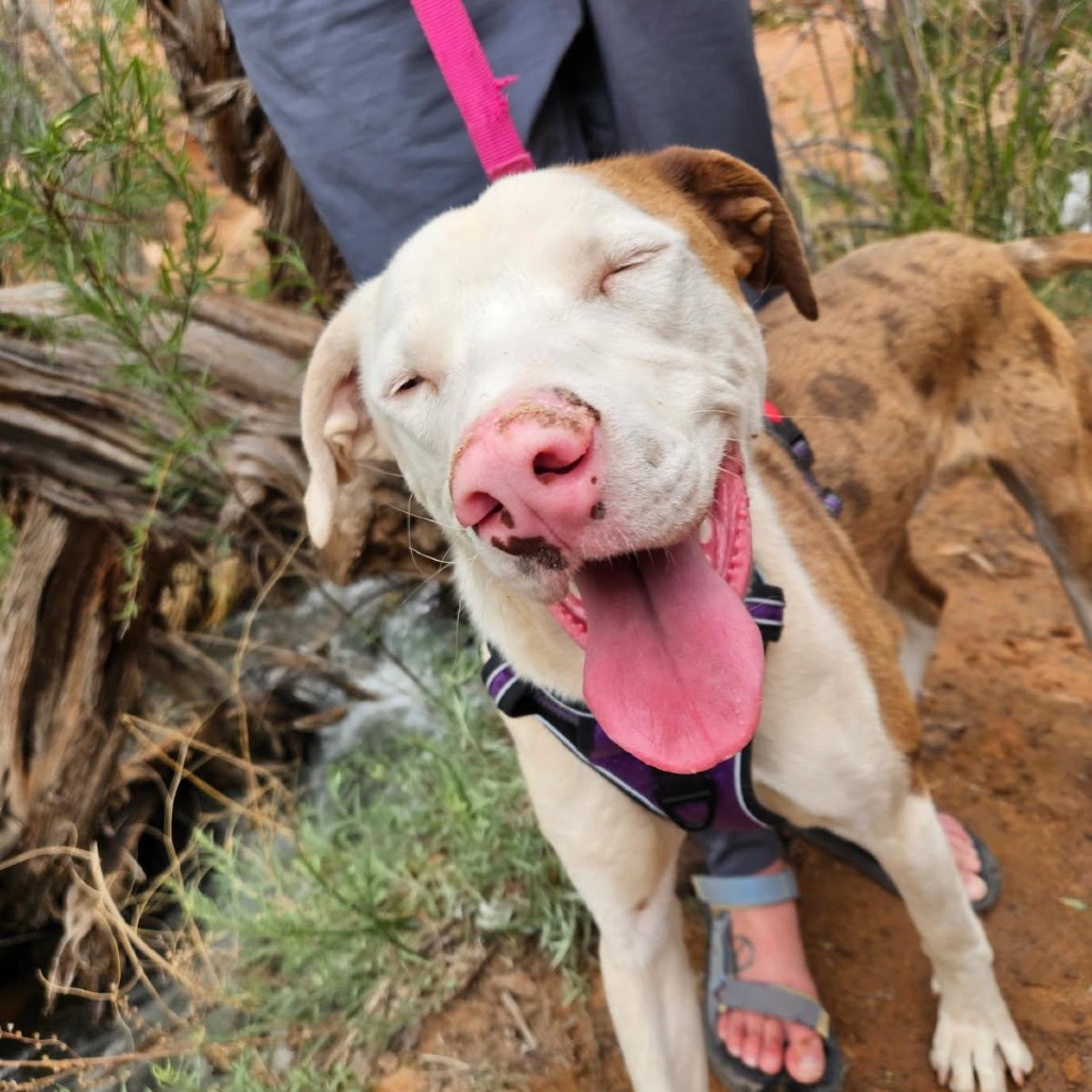 Koda, an adoptable Mixed Breed in Moab, UT, 84532 | Photo Image 1