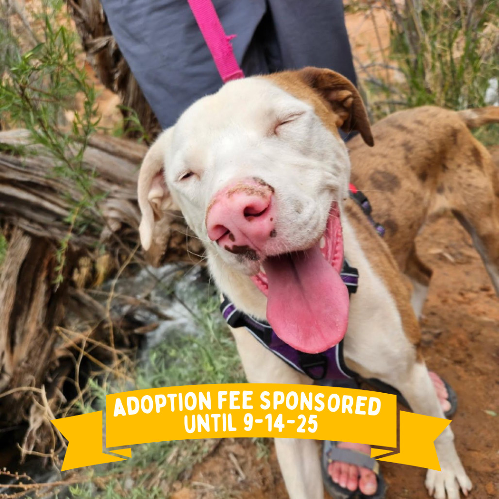 Koda, an adoptable Mixed Breed in Moab, UT, 84532 | Photo Image 1