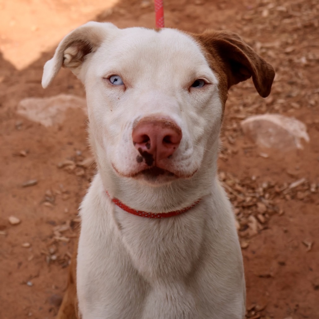Koda, an adoptable Mixed Breed in Moab, UT, 84532 | Photo Image 2