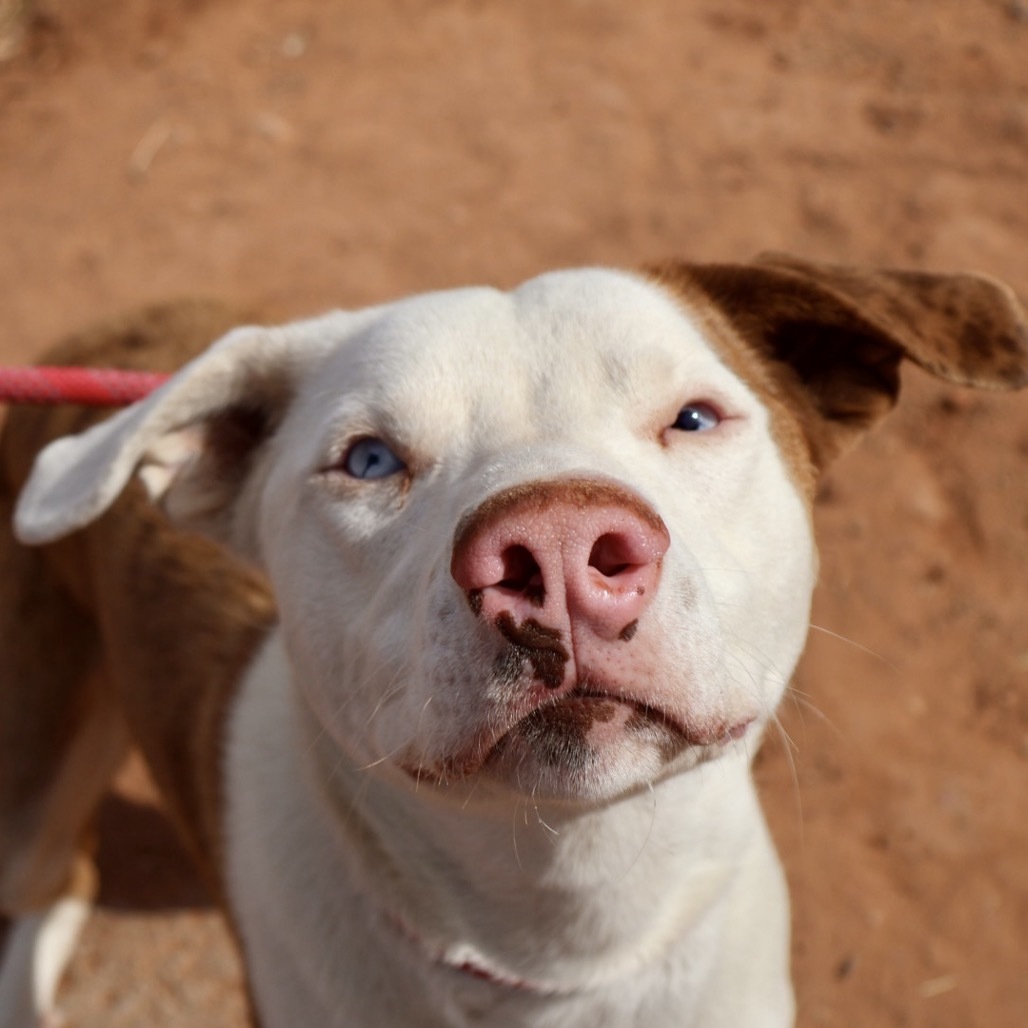 Koda, an adoptable Mixed Breed in Moab, UT, 84532 | Photo Image 3