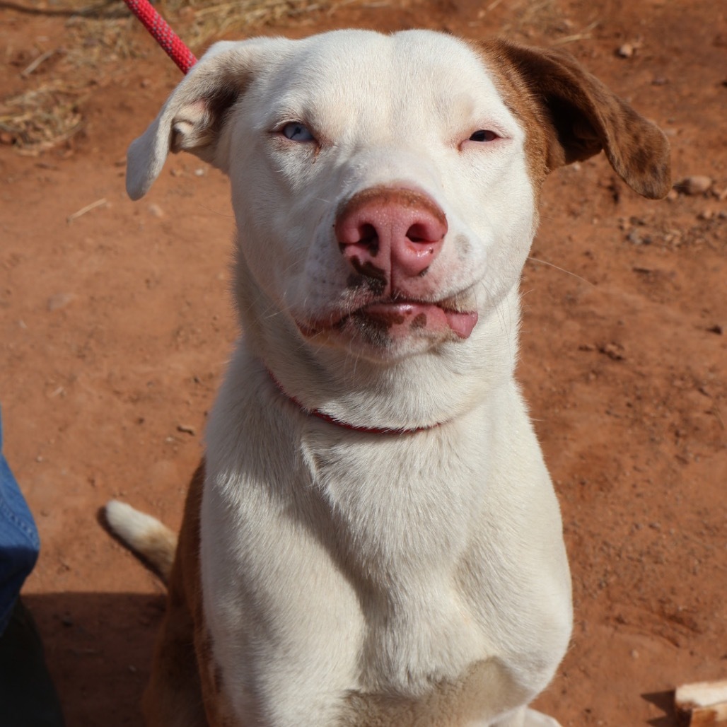 Koda, an adoptable Mixed Breed in Moab, UT, 84532 | Photo Image 4