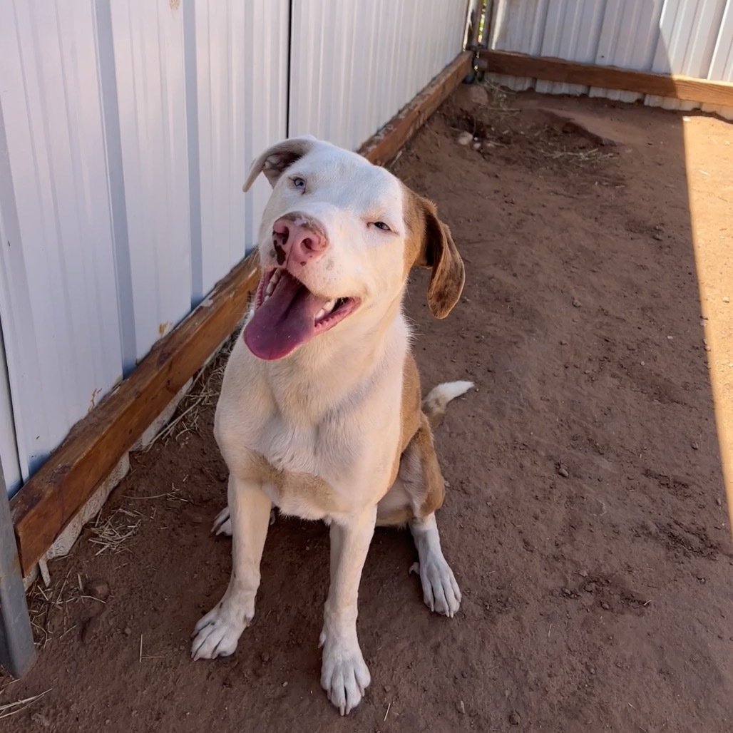 Koda, an adoptable Mixed Breed in Moab, UT, 84532 | Photo Image 5