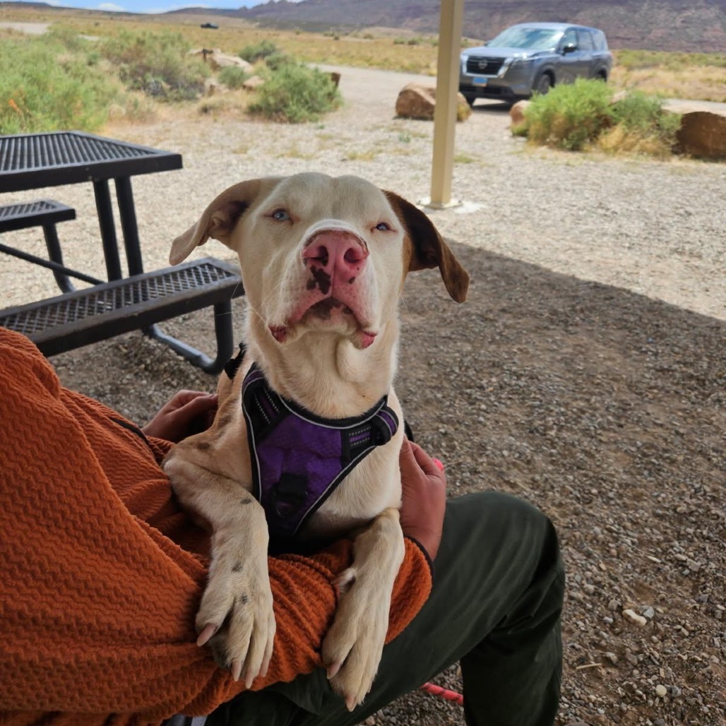 Koda, an adoptable Mixed Breed in Moab, UT, 84532 | Photo Image 6