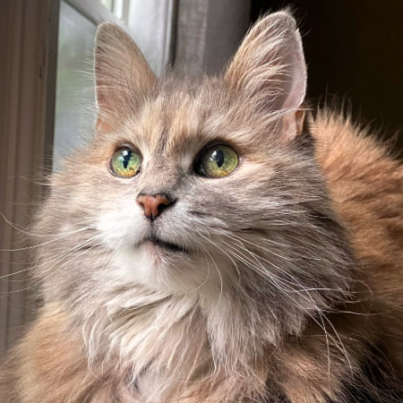 Maya