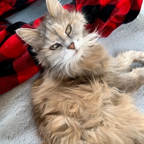 Maya