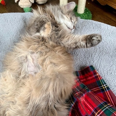 Maya