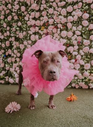 Primary Color Grey Secondary Color White Weight 713lbs Age 6yrs 2mths 3wks