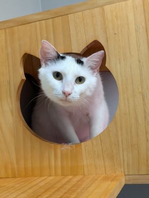Introducing Bertie the senior feline queen whos confident in all things cat With years of wisdom 