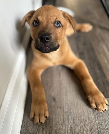 Kaiden