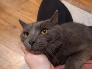 Eeyore, Young Male unknown