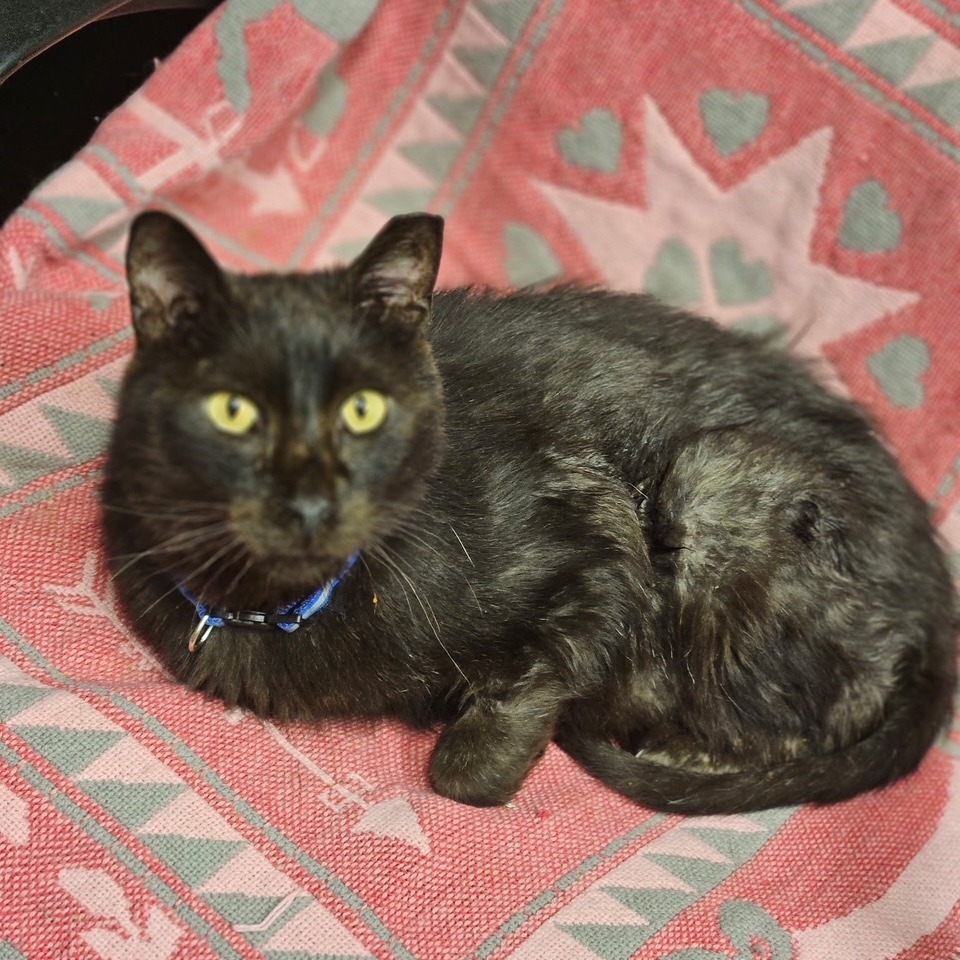 Magic, an adoptable Domestic Medium Hair in Midland, TX, 79701 | Photo Image 1
