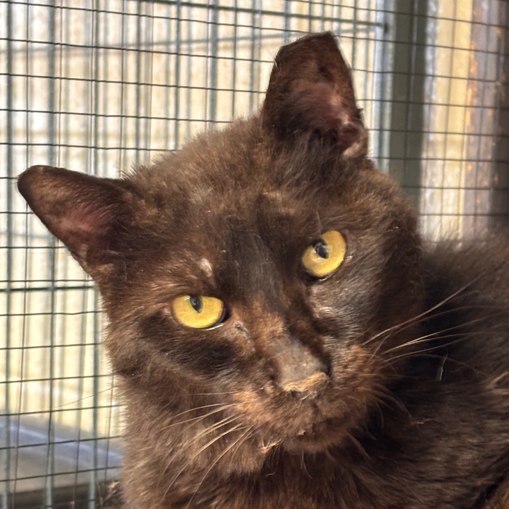 Magic, an adoptable Domestic Medium Hair in Midland, TX, 79701 | Photo Image 2