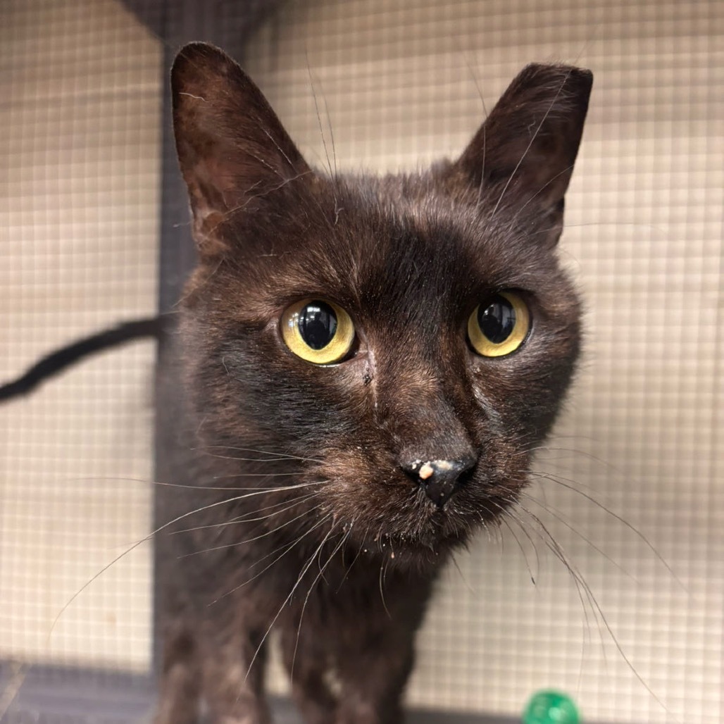 Magic, an adoptable Domestic Medium Hair in Midland, TX, 79701 | Photo Image 3