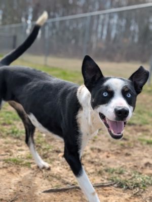 Goat a lively and lovable male Husky mix is on a mission to find his forever family-and hes bring