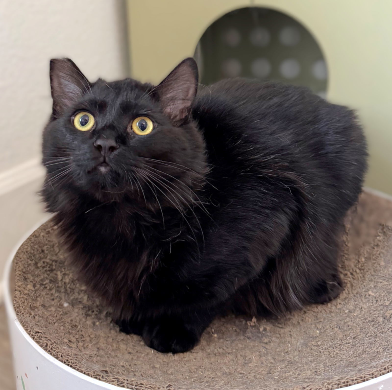 Harper, an adoptable Domestic Long Hair in Springfield, OR, 97475 | Photo Image 1