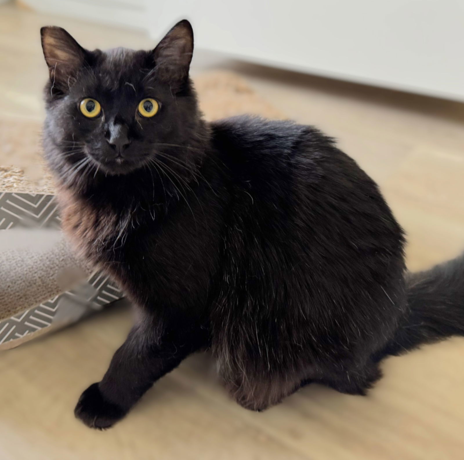 Harper, an adoptable Domestic Long Hair in Springfield, OR, 97475 | Photo Image 2