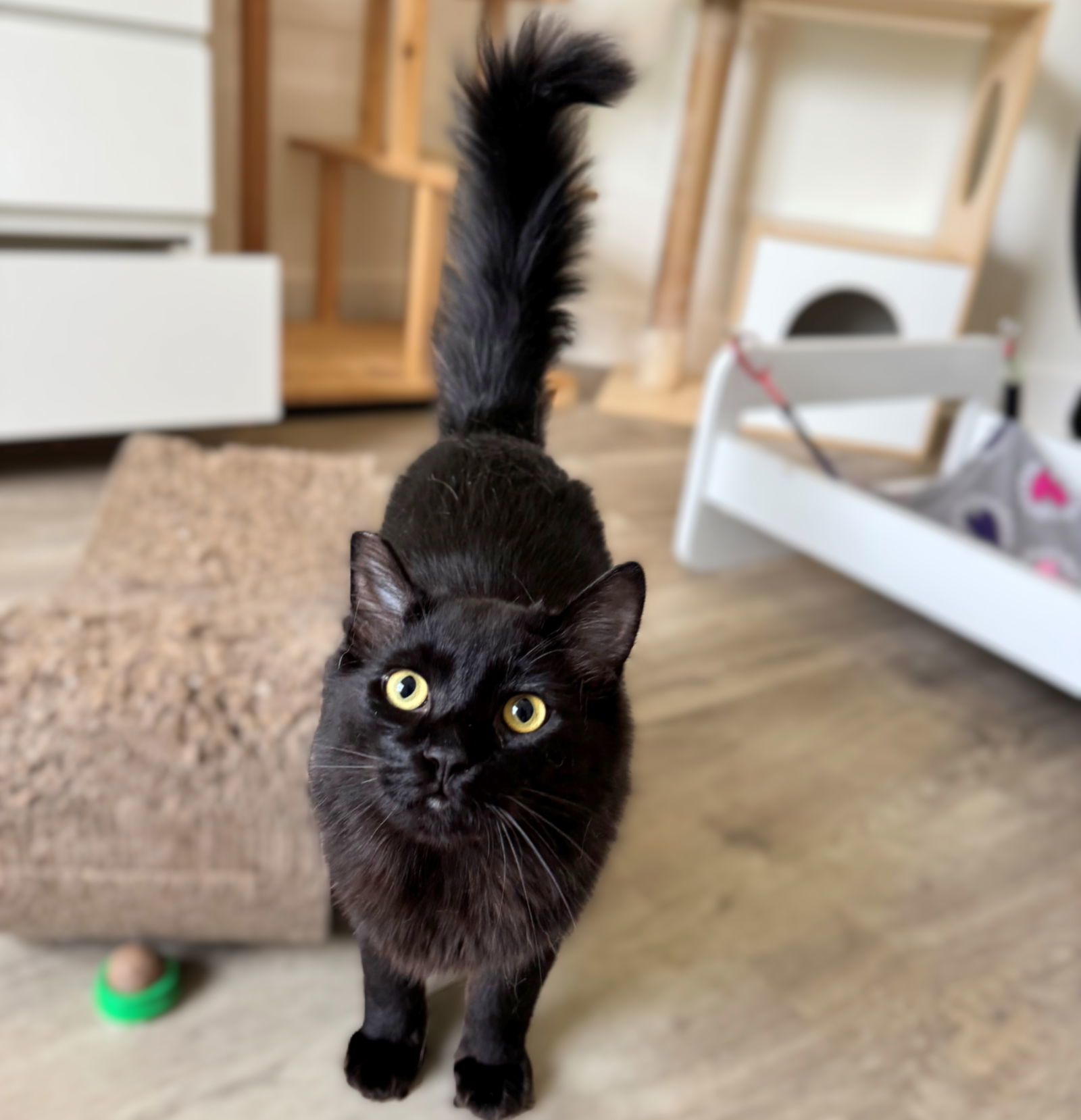 Harper, an adoptable Domestic Long Hair in Springfield, OR, 97475 | Photo Image 3