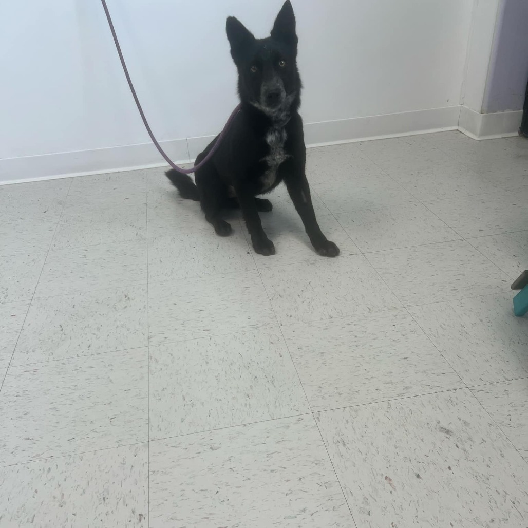 Two, an adoptable Border Collie, Mixed Breed in Garden City, KS, 67846 | Photo Image 1