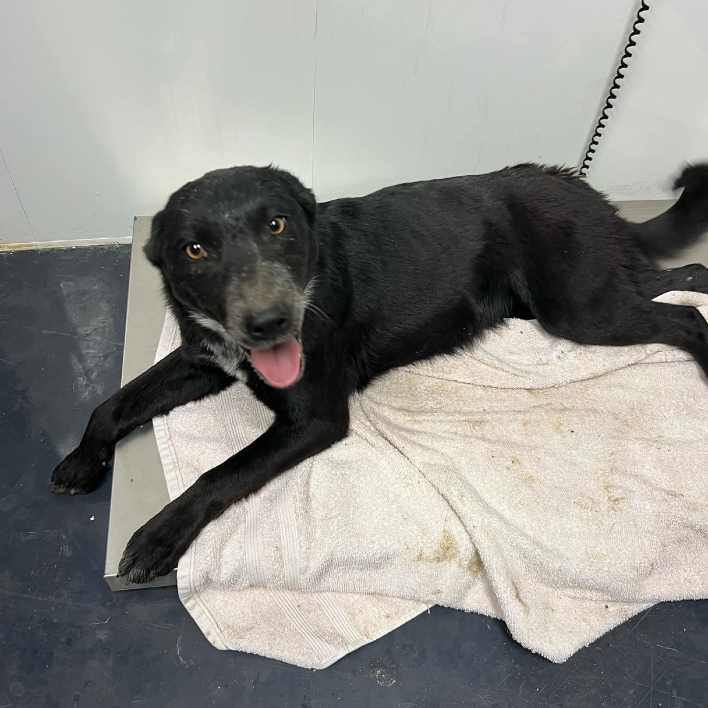 Two, an adoptable Border Collie, Mixed Breed in Garden City, KS, 67846 | Photo Image 2