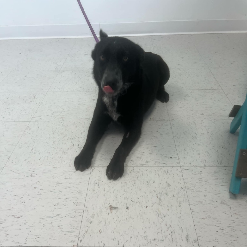 Two, an adoptable Border Collie, Mixed Breed in Garden City, KS, 67846 | Photo Image 4
