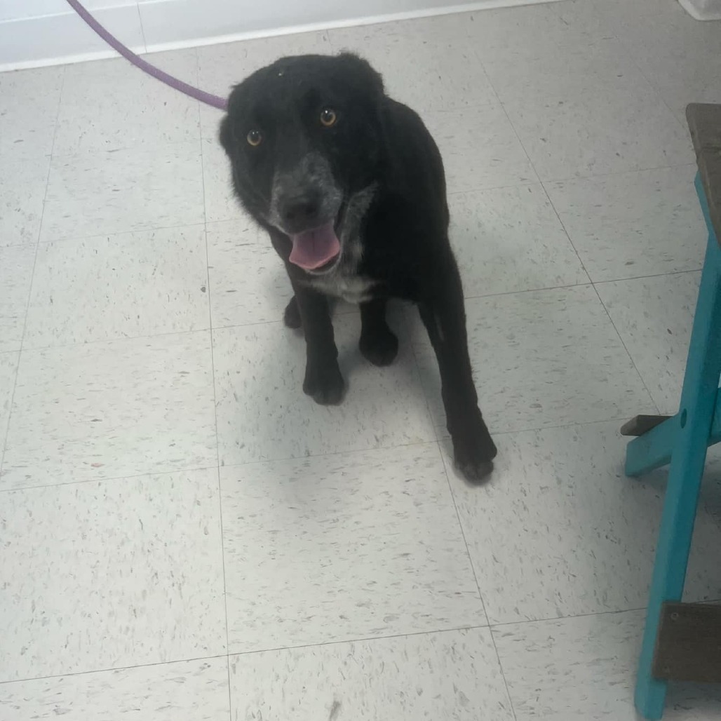 Two, an adoptable Border Collie, Mixed Breed in Garden City, KS, 67846 | Photo Image 5