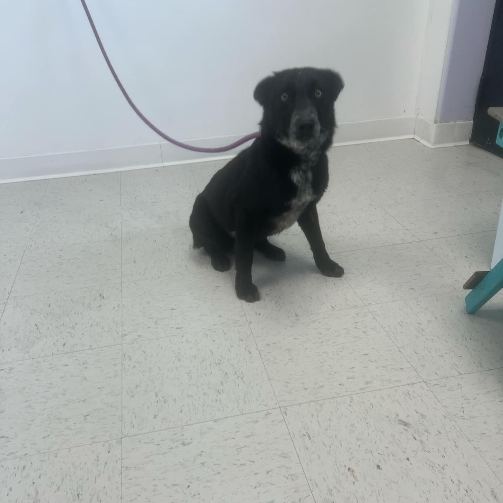 Two, an adoptable Border Collie, Mixed Breed in Garden City, KS, 67846 | Photo Image 6