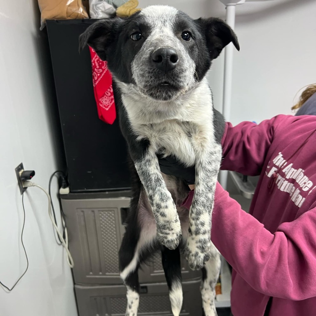 Flavor, an adoptable Border Collie, Mixed Breed in Garden City, KS, 67846 | Photo Image 1