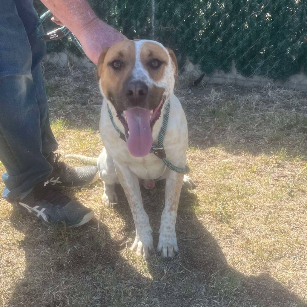 Rollo, an adoptable Cattle Dog in Garden City, KS, 67846 | Photo Image 1
