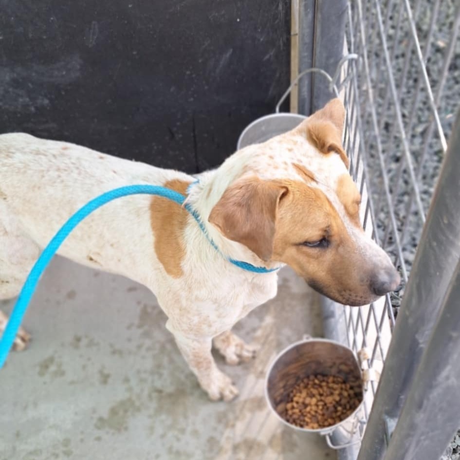 Rollo, an adoptable Cattle Dog in Garden City, KS, 67846 | Photo Image 2