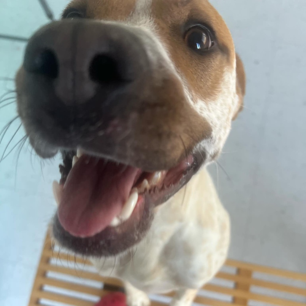 Rollo, an adoptable Cattle Dog in Garden City, KS, 67846 | Photo Image 3