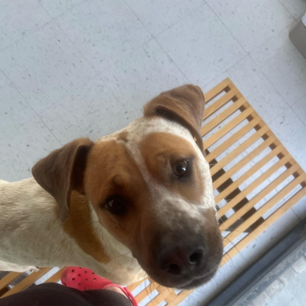 Rollo, an adoptable Cattle Dog in Garden City, KS, 67846 | Photo Image 4