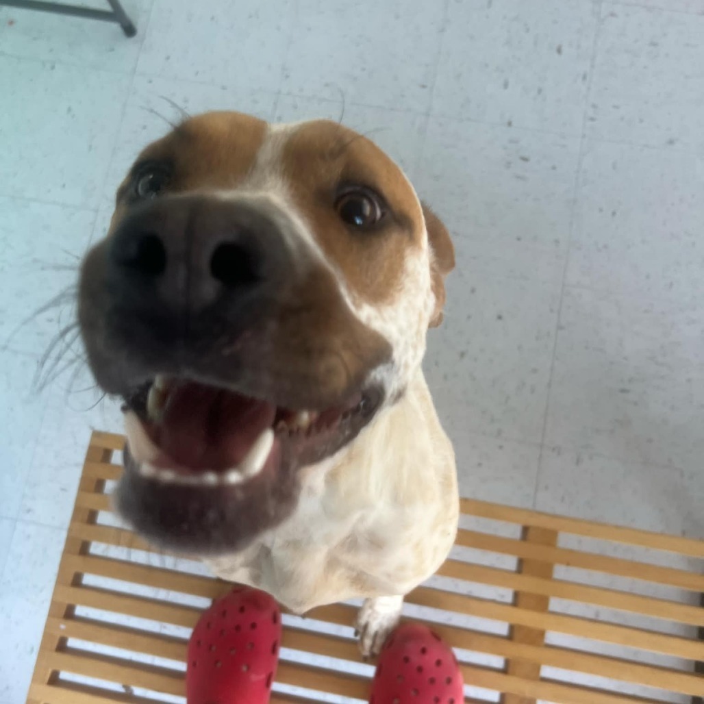 Rollo, an adoptable Cattle Dog in Garden City, KS, 67846 | Photo Image 5