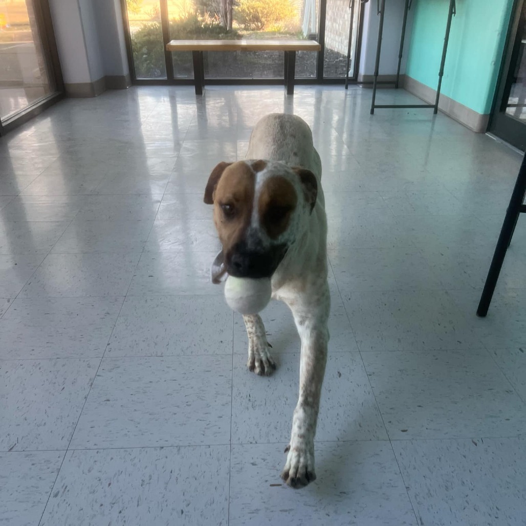 Rollo, an adoptable Cattle Dog in Garden City, KS, 67846 | Photo Image 6