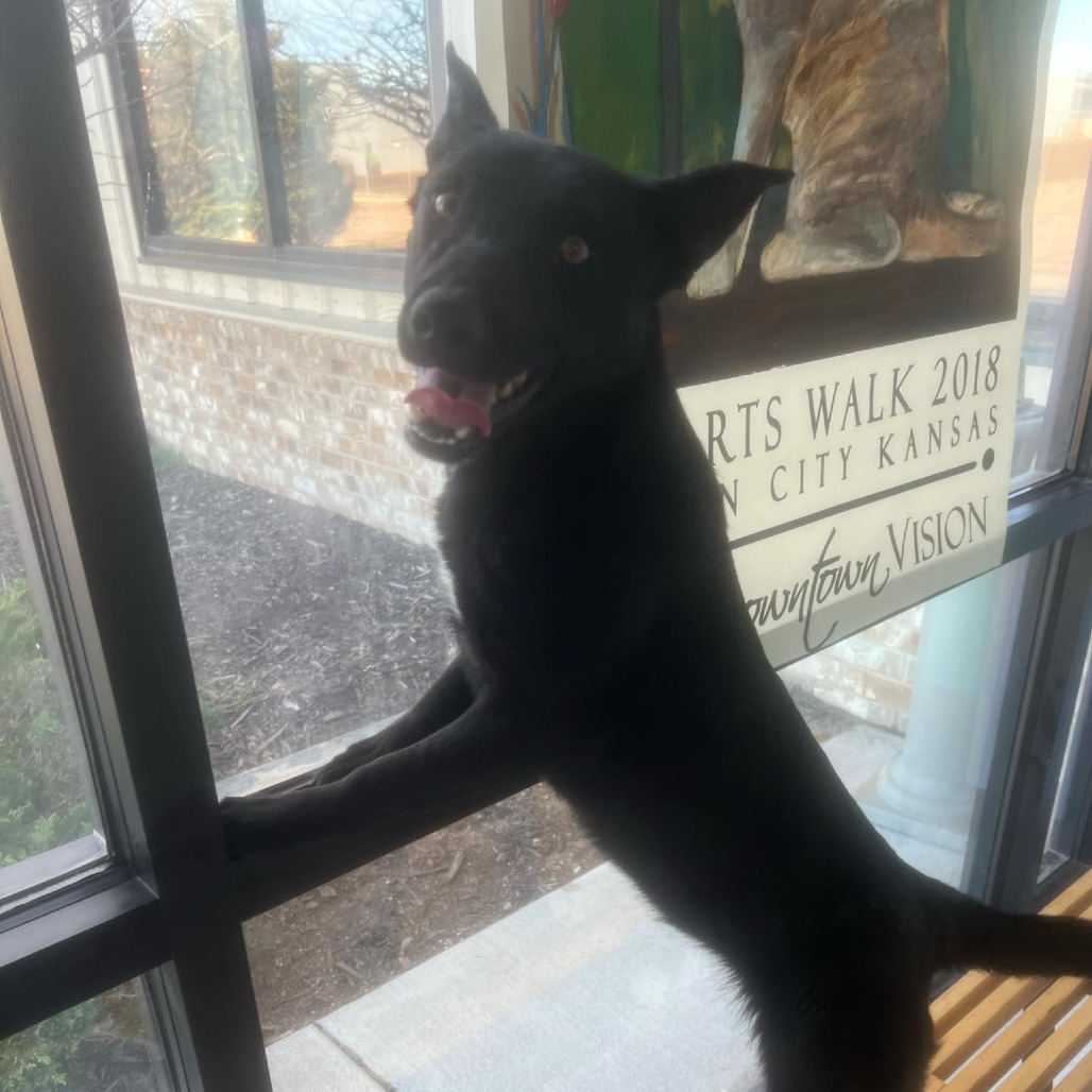 One, an adoptable Border Collie, Mixed Breed in Garden City, KS, 67846 | Photo Image 1