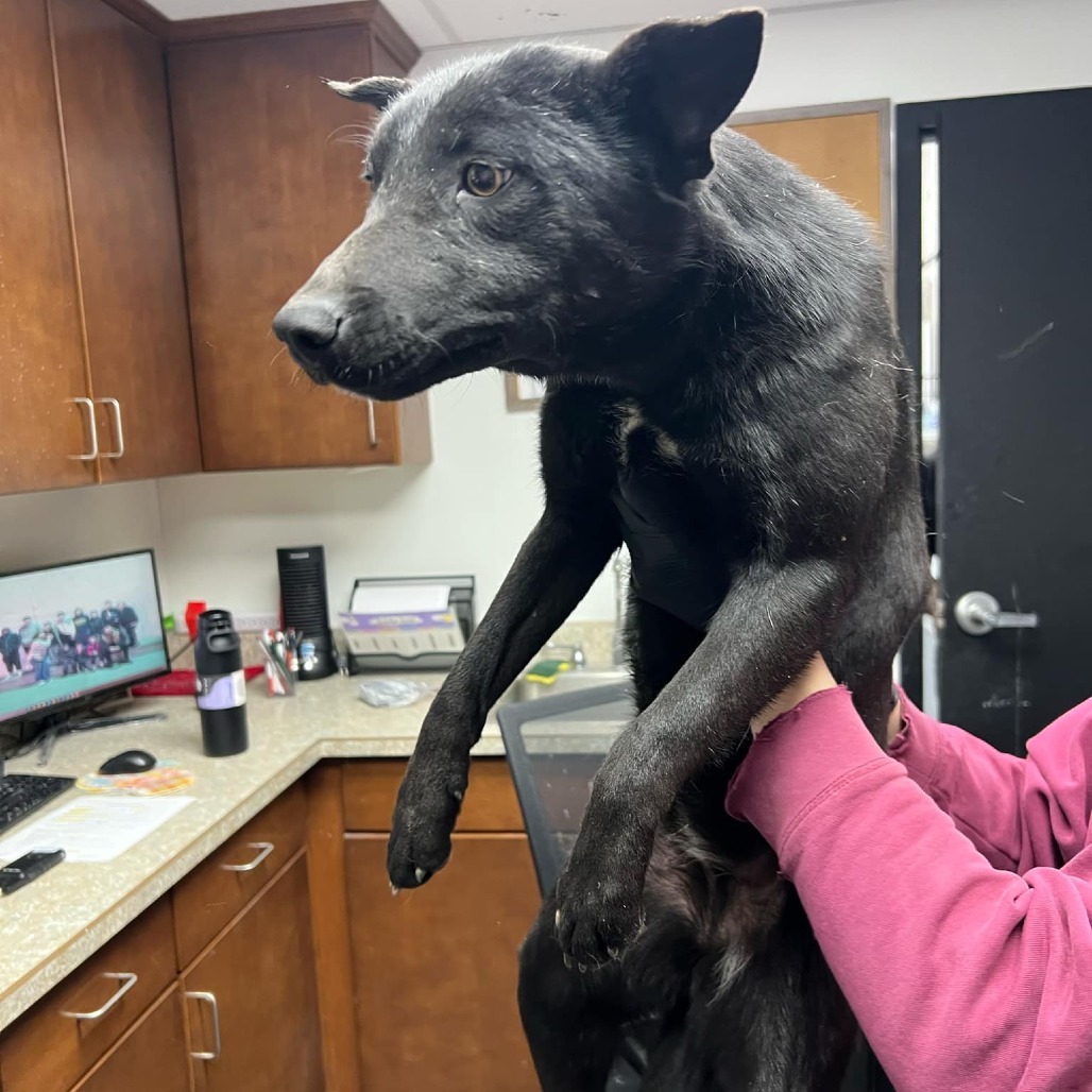 One, an adoptable Border Collie, Mixed Breed in Garden City, KS, 67846 | Photo Image 2