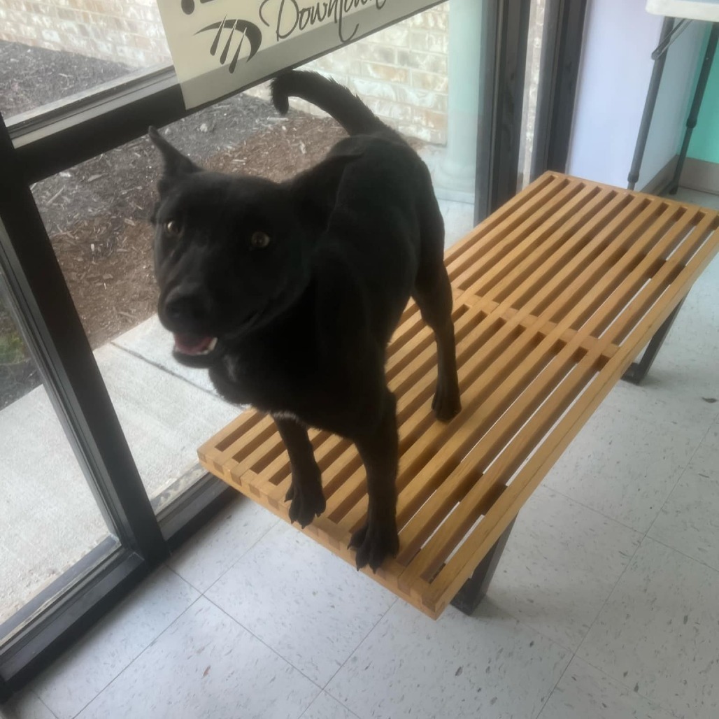 One, an adoptable Border Collie, Mixed Breed in Garden City, KS, 67846 | Photo Image 3
