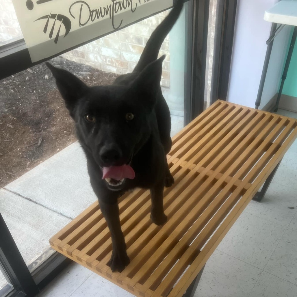 One, an adoptable Border Collie, Mixed Breed in Garden City, KS, 67846 | Photo Image 4