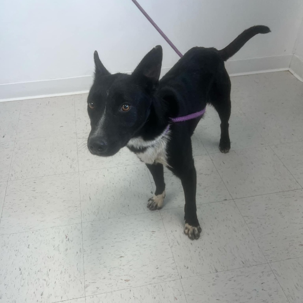 Three, an adoptable Border Collie, Mixed Breed in Garden City, KS, 67846 | Photo Image 1