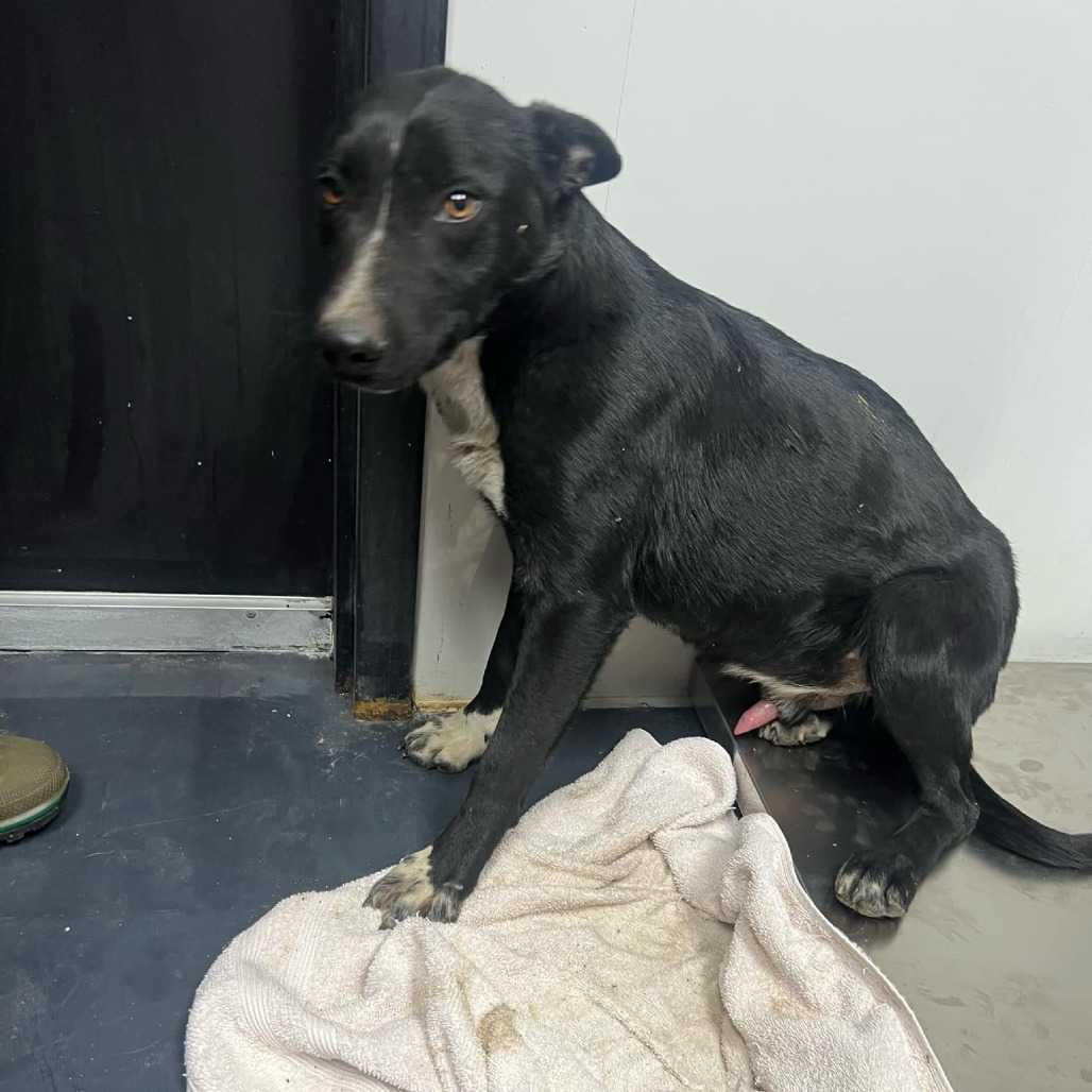 Three, an adoptable Border Collie, Mixed Breed in Garden City, KS, 67846 | Photo Image 2