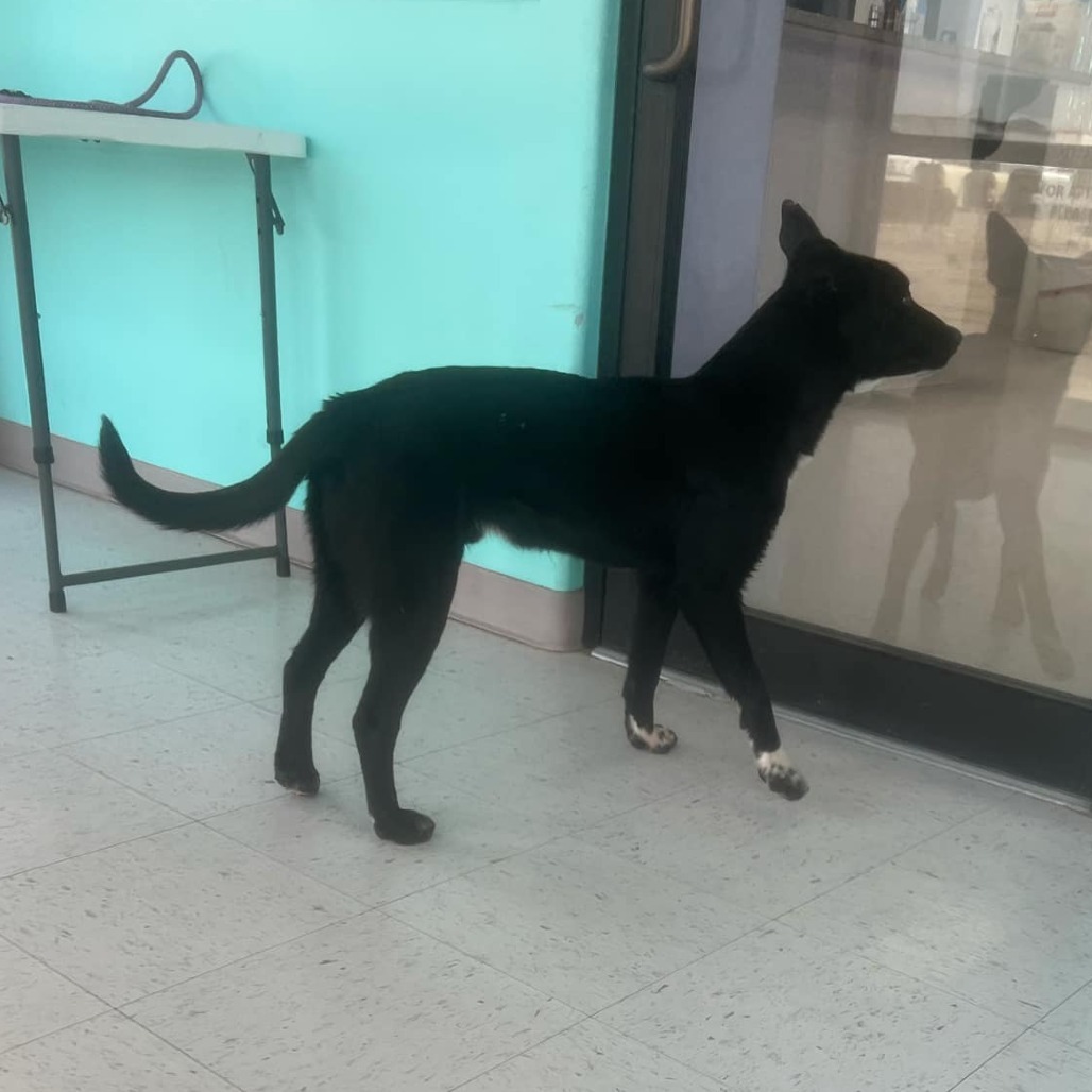Three, an adoptable Border Collie, Mixed Breed in Garden City, KS, 67846 | Photo Image 3