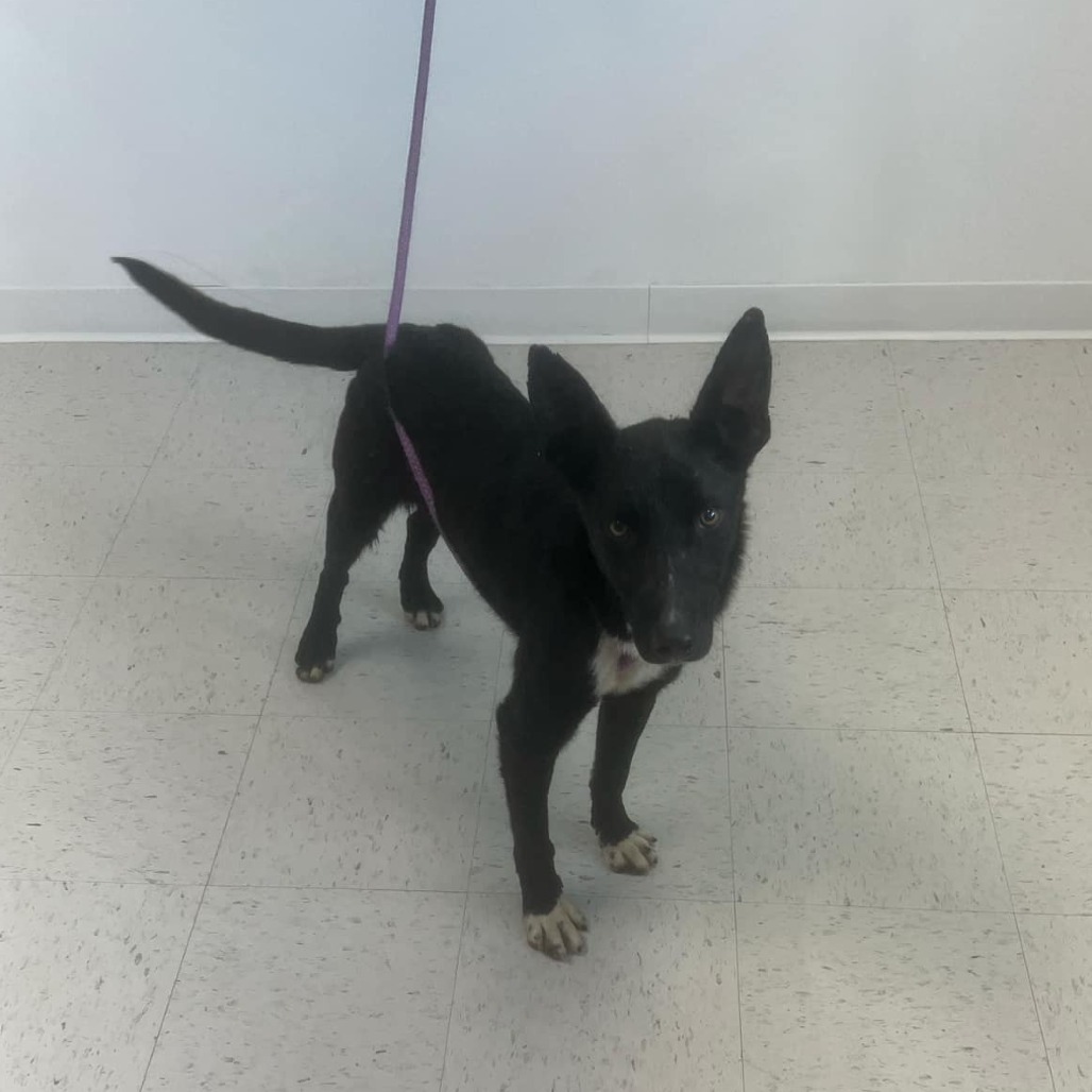 Four, an adoptable Border Collie, Mixed Breed in Garden City, KS, 67846 | Photo Image 1