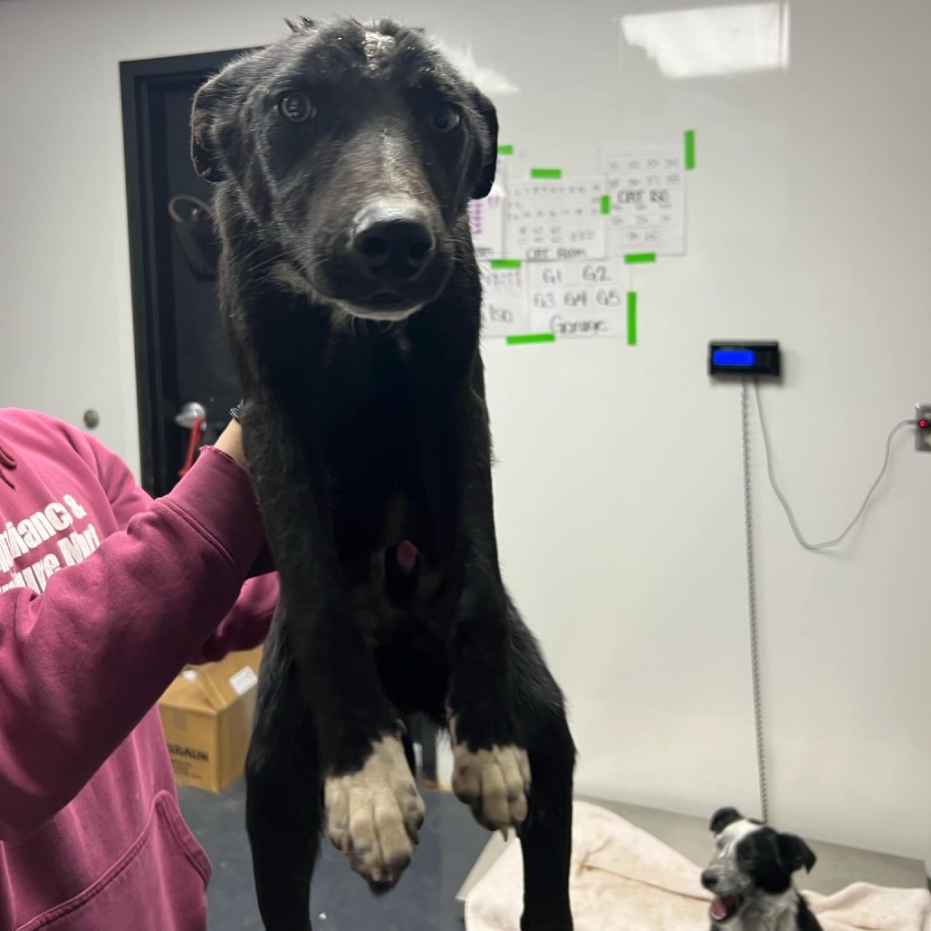 Four, an adoptable Border Collie, Mixed Breed in Garden City, KS, 67846 | Photo Image 2