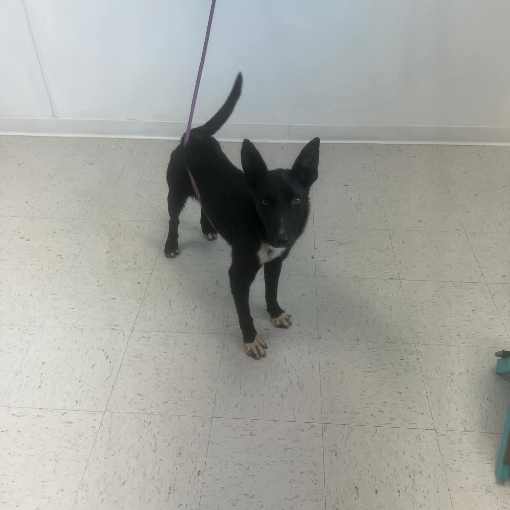 Four, an adoptable Border Collie, Mixed Breed in Garden City, KS, 67846 | Photo Image 3
