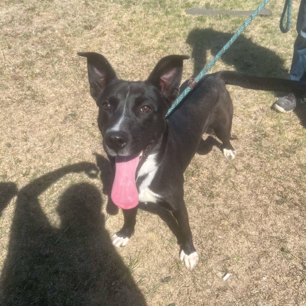 Lucky, an adoptable German Shepherd Dog, Border Collie in Garden City, KS, 67846 | Photo Image 1