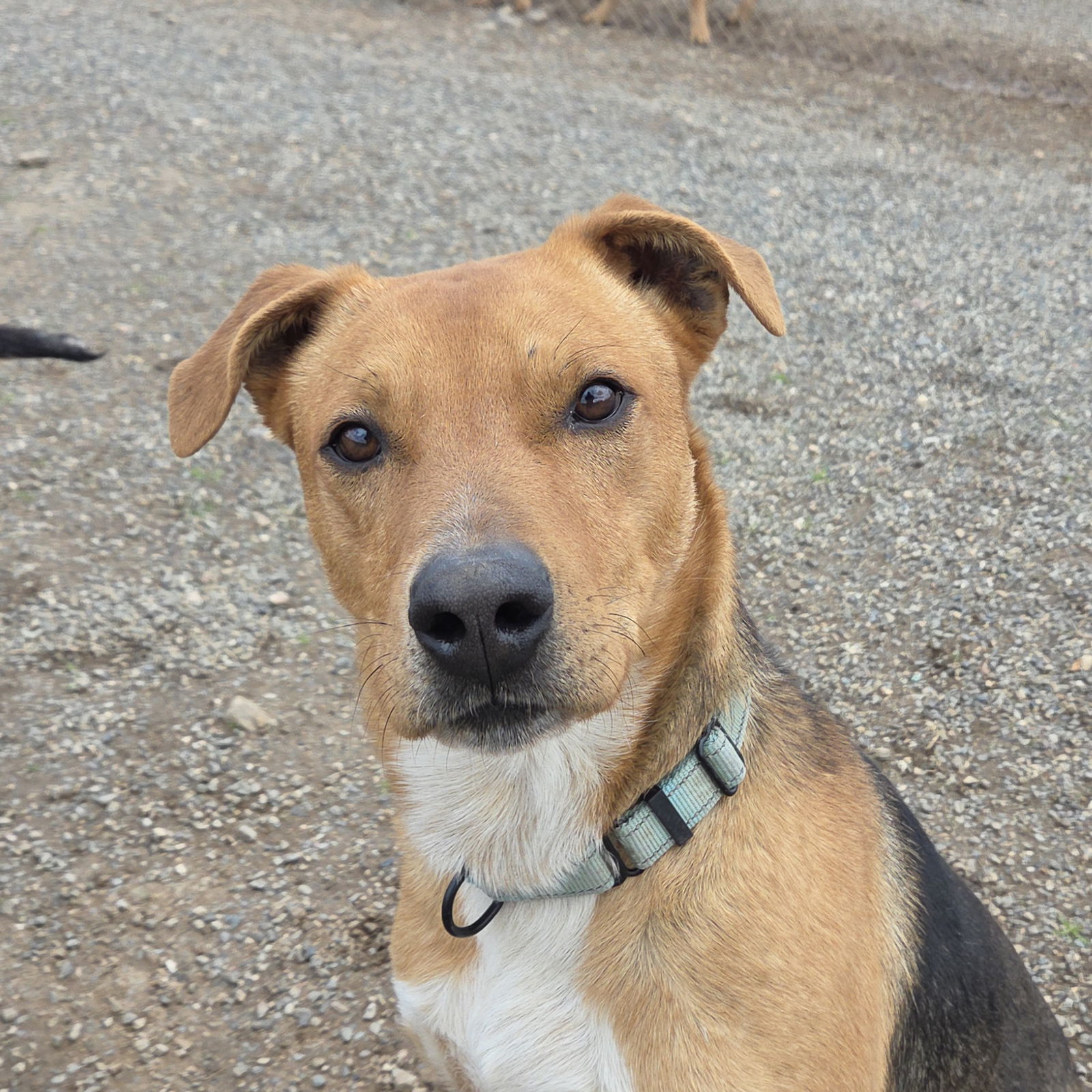 Scotty, an adoptable Black Mouth Cur, Beagle in Yreka, CA, 96097 | Photo Image 1