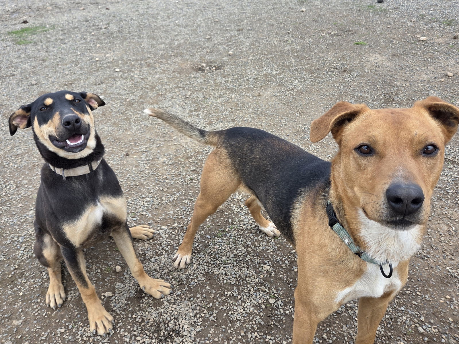 Scotty, an adoptable Black Mouth Cur, Beagle in Yreka, CA, 96097 | Photo Image 2