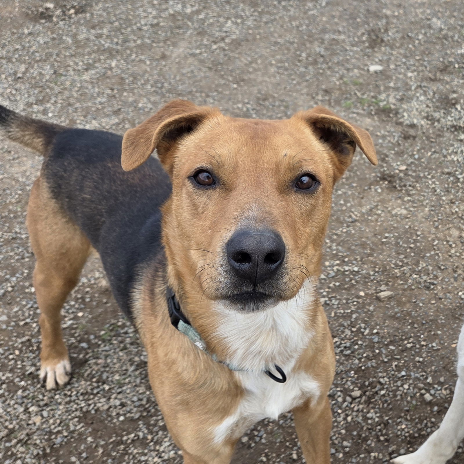 Scotty, an adoptable Black Mouth Cur, Beagle in Yreka, CA, 96097 | Photo Image 3