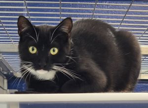 Nelson, Young Male Domestic Short Hair