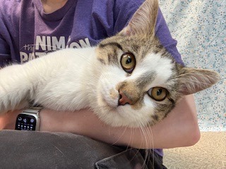 Biscuit